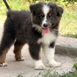Light Blue - Dilute blue female Australian Shepherd puppy in Iola, Texas from MK Aussies
