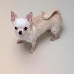 Bindi - Chihuahua