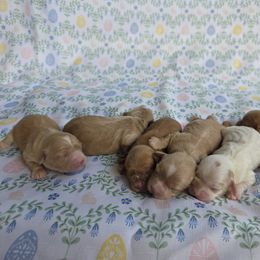 Cavapoo Puppies from Deshea LeBlanc