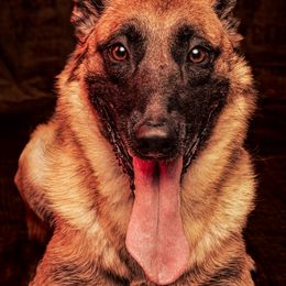 UFA - Belgian Malinois