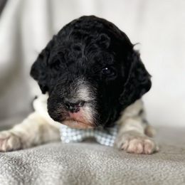Blizzard - Parti male Poodle puppy in Lake Village, Indiana from Kennings Poodles and Company