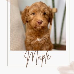 Australian Labradoodle and Labradoodle Puppies from Doodles_Ko