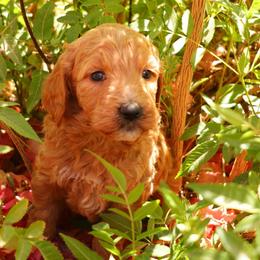 Charlie - Apricot male Goldendoodle puppy in Apache Junction, Arizona from Loving Doodle