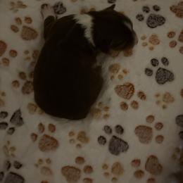 Aurora - Red tri-color female Miniature American Shepherd puppy in Groesbeck, Texas from Epic Miniature American Shepherds