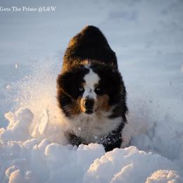 Primo - Miniature Australian Shepherd