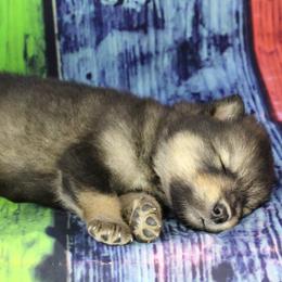 Tru - Brown - Agouti and white male Alaskan Malamute puppy in Independence, Virginia from New River Valley Malamutes