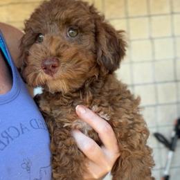 Ray - Merle male Goldendoodle puppy in Decatur, Texas from Scherrer Sweet Goldendoodles