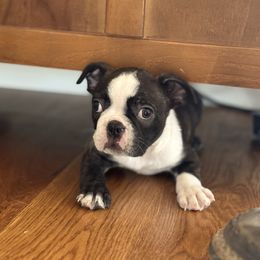 Griffin - Black and white male Boston Terrier puppy in Powell Butte, Oregon from RVF Boston Terriers