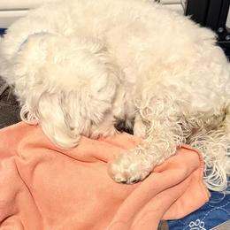 Boy 4 - White and buff male Bichon Frise puppy in Lavon, Texas from Sissy’s Heavenly Paws