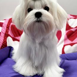 Anna of Bella Dolce maltese - White female Maltese puppy in Phoenix, Arizona from Bella Dolce Maltese