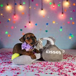 Cheyenne - Red female Dachshund puppy in Alvin, Texas from Cosson's Dachshunds of Alvin