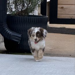 RMM - Red merle male Toy Australian Shepherd puppy in Pryor, Oklahoma from DK’s Littles & Co