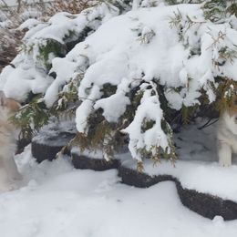 German Shepherd and Siberian Husky Puppies from Sstar Siberians