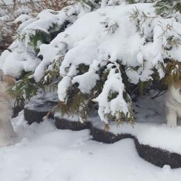 German Shepherd and Siberian Husky Puppies from Sstar Siberians