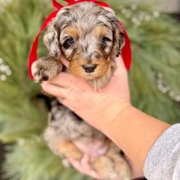 Girl 3 - Merle female Bernedoodle puppy in Salt Lake County, Utah from Coco Avenue Pups