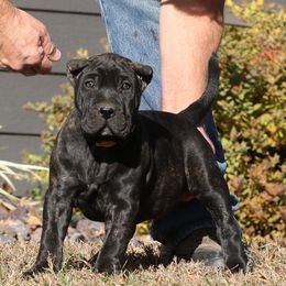 Tan Collar - Tiger female Perro de Presa Canario puppy in Pocahontas, Illinois from Cabeza Grande Kennel