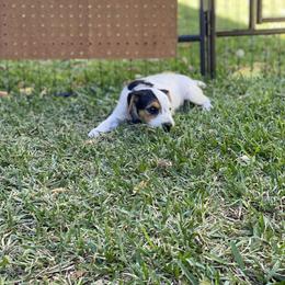 Jack Russell Terrier Puppies from Fair Dinkum Jack Russell Terriers