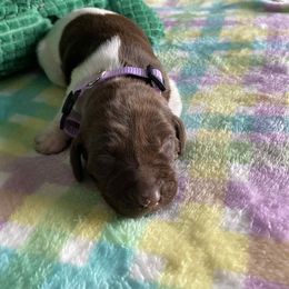 Girl 5 - Black and white female German Shorthaired Pointer puppy in Garland, North Carolina from Echo Acres Farm