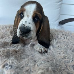 John Dillinger - Black brown and white male Basset Hound puppy in Lone Jack, Missouri from Wee Little Bassets