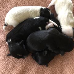 Havana Silk Dog Puppies from BellaLuz Havana Silk Dogs