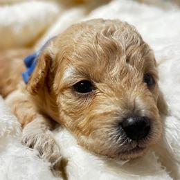 Poodle and Shih Tzu Puppies from Amarilys ShihTzus & Poodles