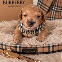 Dee-o-g - Apricot male Goldendoodle puppy in Aurora, Illinois from Chicago Goldendoodles
