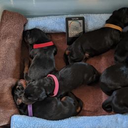 Doberman Pinscher Puppies from 7220 Doberman