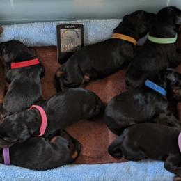 Doberman Pinscher Puppies from 7220 Doberman