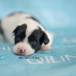 Chinese Crested Puppies from Qilin Chinese Crested