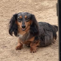 Daphne - Dachshund