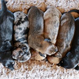 Dachshund Puppies from Tired Chef Dachshunds