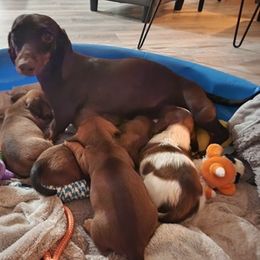 Dachshund Puppies from Jennifer's Gaurdian Doxies