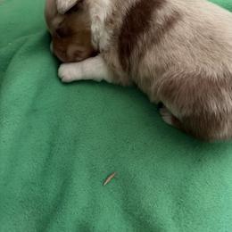 Ne - Red merle female Miniature Australian Shepherd puppy in Wellborn, Florida from Rivermede  Miniature American Shepherds