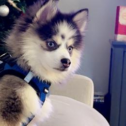 Pomskies from Armando Echevarria