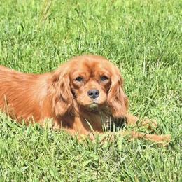 Captain Jack Sparrow - Cavalier King Charles Spaniel