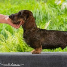 Maverick - Dachshund