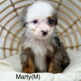 Marty - male Australian Mountain Doodle puppy in Sterling, Colorado from North 40 Doodles