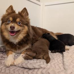 Pomsky puppies from Lone Star Pomsky