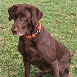 Zeus - Labrador Retriever