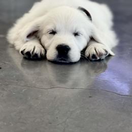 Golden Retriever Puppies from Golden Retrievers by Tiffany Ruthy