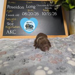 Poseidon - Chocolate and tan male Dachshund puppy in Hoquiam, Washington from Heyd's Mini Dachshunds