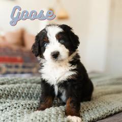 Goose - Australian Mountain Doodle