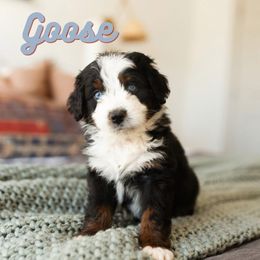 Goose - Australian Mountain Doodle