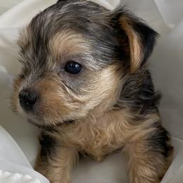 Baby Boy 1 - Black and tan male Yorkshire Terrier puppy in Rock Hill, South Carolina from Teddy Bear Yorkies