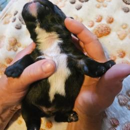 Tank - Black and white male French Bulldog puppy in Bend, Oregon from High Lakes Frenchies