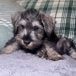 Woody - Black and silver male Miniature Schnauzer puppy in Akeley, Minnesota from Great Northern Schnauzers