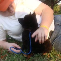 Schipperke All Grown Up from Safari Schipperkes