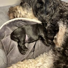 Goldendoodle and Poodle Puppies from SnickerDoodlePups