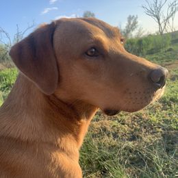 Scout - Labrador Retriever