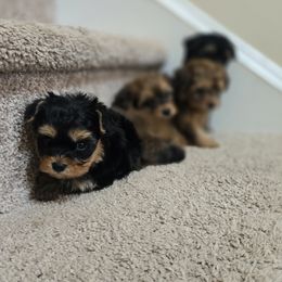 Biewer Terrier, Yorkipoo, and Yorkshire Terrier Puppies from Tiny Paws Luxury Pets